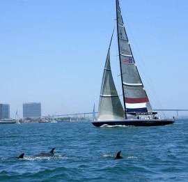 Dolphins-in-the-bay-with-Stars-Stripes-USA-11