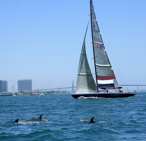 Dolphins in San Diego Bay